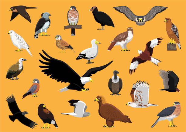 bird of prey postacie hawk eagle vulture falcon cartoon ilustracja wektorowa - eurasian buzzard stock illustrations