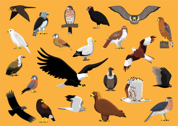 Bird of Prey Characters Hawk Eagle Vulture Falcon Cartoon Vector Illustration Animal Cartoon EPS10 File Format falco columbarius stock illustrations