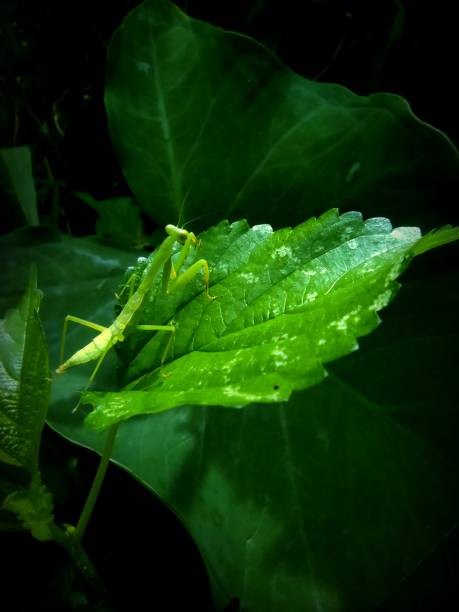 istock Praying mantis looking for food in the leaves 1425425984
