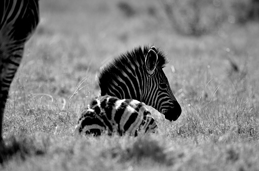 Zebra foal, Kruger National Park