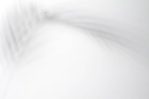 istock Shadow of palm leaves on white background 1425428070