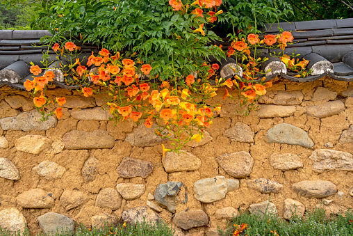Orange Vine On Textured Rock Wall