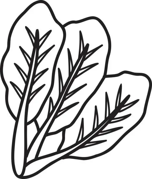 Vector illustration of Hand Drawn Kale illustration