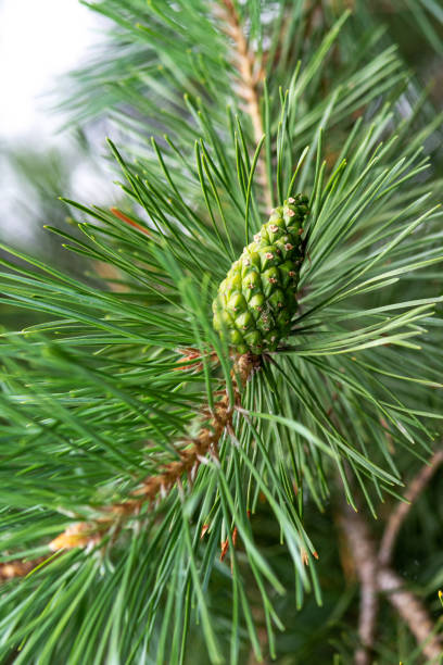 istock A green cone on a pine branch closeup 1425432083