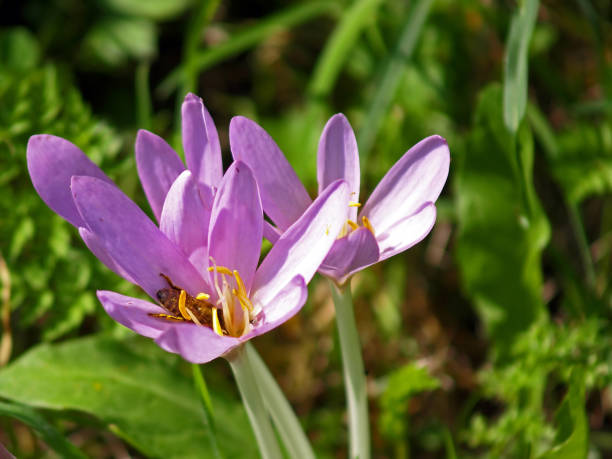 ocún - ocún-jesenní - stock snímky, obrázky a fotky