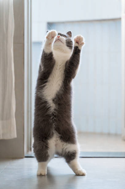 istock British Shorthair cat standing up 1425432728