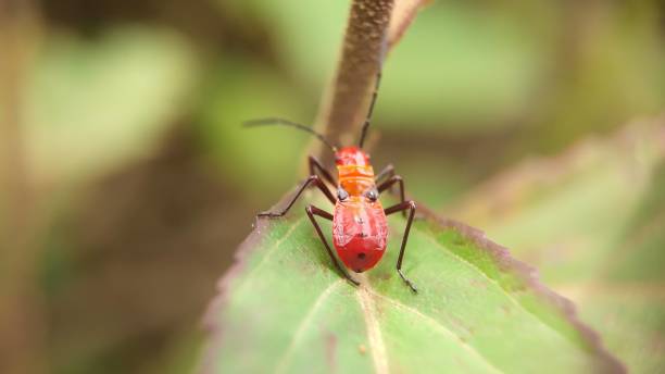 istock Oncopeltus Fasciatus 1425432948