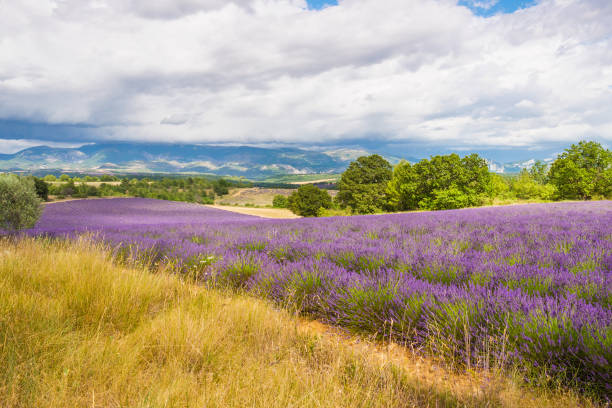 istock Provence landscape with lavender fields, France 1425434568