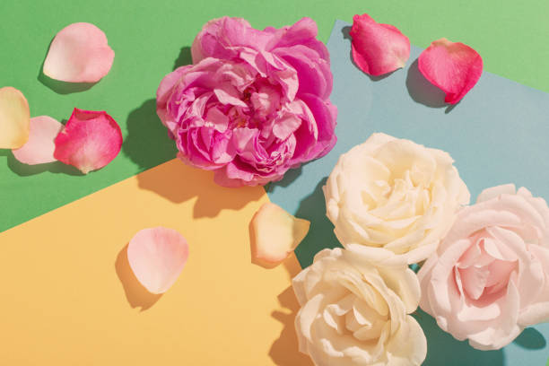 istock rose flowers in sunlight on colorful paper background 1425435391