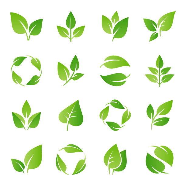 Leaves icons set Green leaves icon set. Vector design elements on white background Deciduous Tree stock illustrations