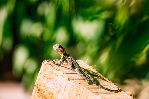 Lizard Standing on Timber