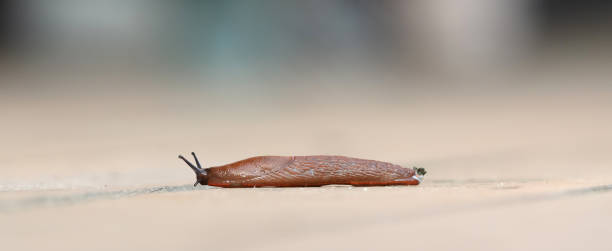 istock Naked slug on a wooden floor 1425439200