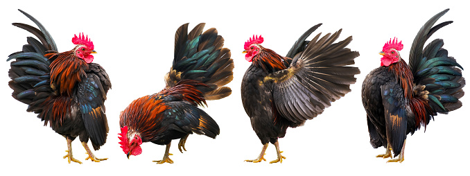 Set of colourful free-range roosters in different poses isolated on white background, banner design