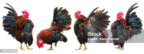 Set Of Roosters In Different Poses Stock Photo - Download Image Now - Rooster, White Background, Hen