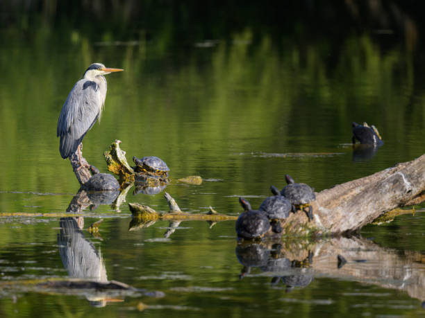 istock A grey heron standing near a pond 1425440611