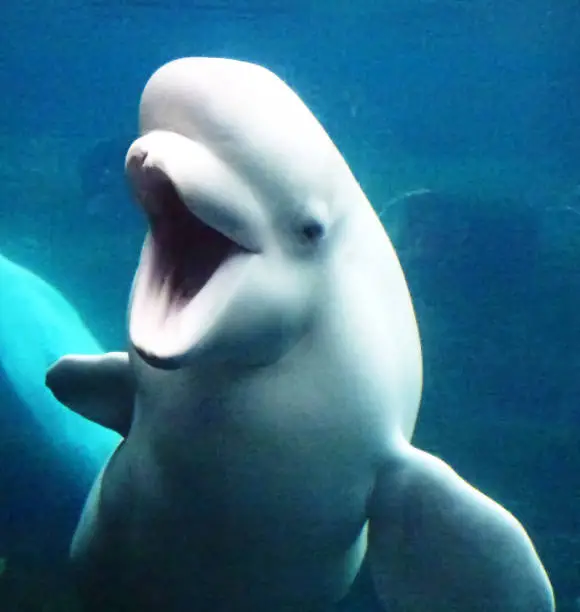 This beluga whale isn't really smiling, but with its mouth open it looks like (s)he is.
