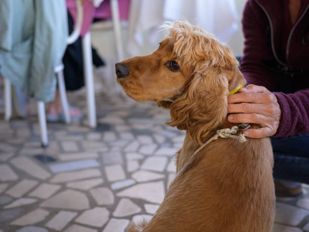 istock Child caressing a Spaniel dog sitting on a terrace 1425440707
