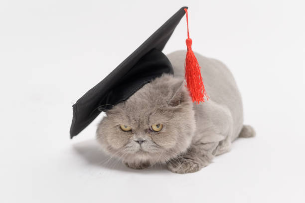 istock A Portrait of Scottish fold lovely cat with text back on white studio background , Education concept . 1425441196