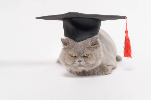 istock A Portrait of Scottish fold lovely cat with text back on white studio background , Education concept . 1425441210