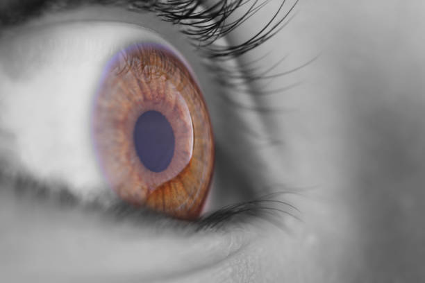 istock A close-up of a beautiful eye 1425441391