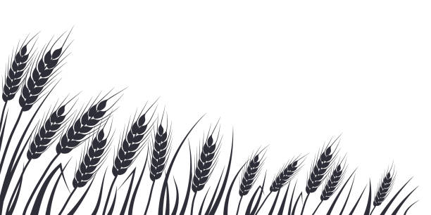 ilustraciones, imágenes clip art, dibujos animados e iconos de stock de silueta de campo de trigo, avena, centeno o cebada. borde vegetal de cereal, paisaje agrícola con espiguillas negras. banner para cerveza de diseño, pan, envases de harina. - barley grass crop field