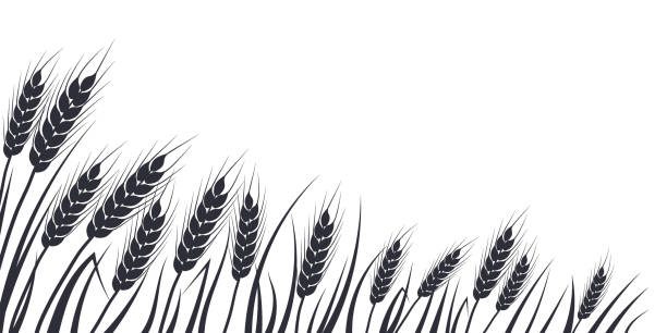 illustrazioni stock, clip art, cartoni animati e icone di tendenza di sagoma di campo di grano, avena, segale o orzo. bordo della pianta di cereali, paesaggio agricolo con spighette nere. banner per il design di birra, pane, imballaggio di farina. - oat farm grass barley