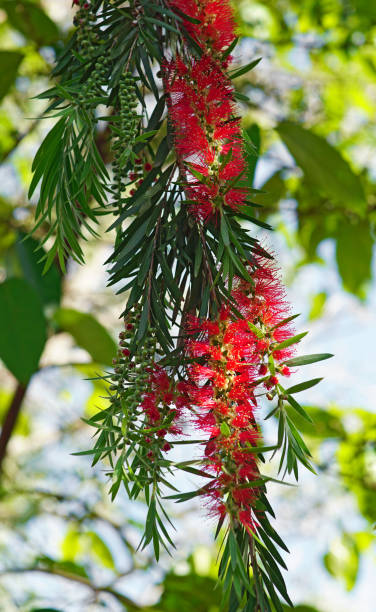 Melaleuca citrina Melaleuca citrina has flowers that dangle like red bottle brush bristles and pointed oval leaves. red flower trees callistemon citrinus stock pictures, royalty-free photos & images