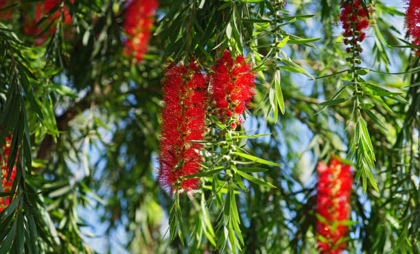 Melaleuca citrina Melaleuca citrina has flowers that dangle like red bottle brush bristles and pointed oval leaves. red flower trees callistemon citrinus stock pictures, royalty-free photos & images