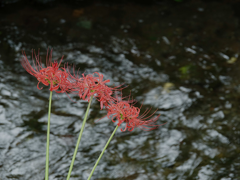 Photographing cluster amaryllis that blooms around the time of the equinox with the simple water surface of the stream in the background, photographing data, Tokyo, Kodaira, Japan, September 2022