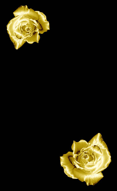 istock Pop Art Surreal Style Gorgeous Golden Roses with Dewdrop Isolated on Black Backdrop 1425445201