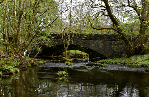 Stone bridge arched over a river in a wooded grove of trees.
