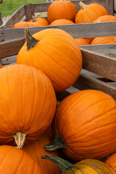 istock pumpkins for sale 1425445640