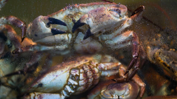 istock sea food restaurant 1425447103