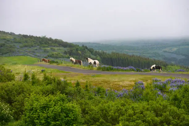 Icelandic Horses in the wild, North Iceland