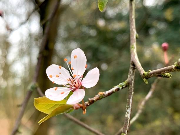 istock Close-Up Of Cherry Blossom Tree 1425449672
