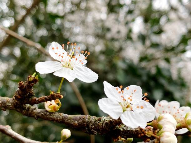 Close-Up Of White Cherry Blossom Tree