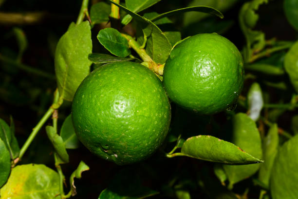 Green lemon hanging from the tree after a night of soft rain