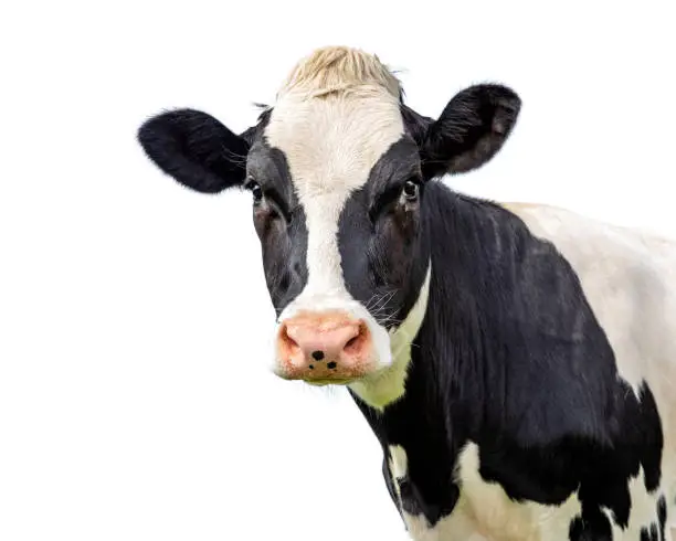 Photo of Isolated cow, cut out black and white looking gentle with a pink nose