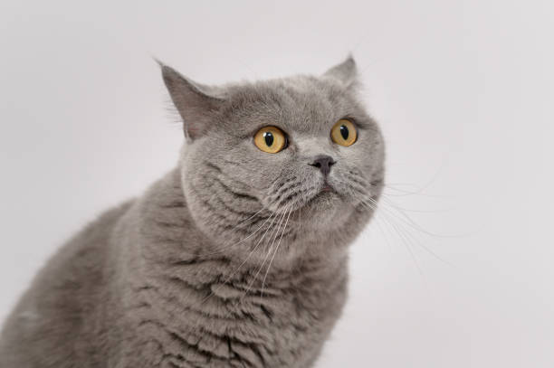 istock Portrait of A Scottish fold lovely cats on white studio background 1425453790