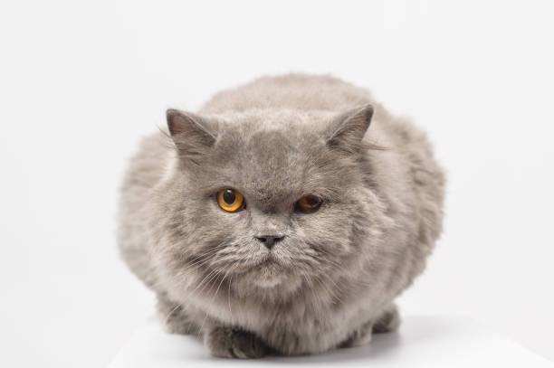 istock Portrait of A Scottish fold lovely cats on white studio background 1425453810