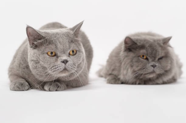 istock Portrait of A Scottish fold lovely cats on white studio background 1425453820