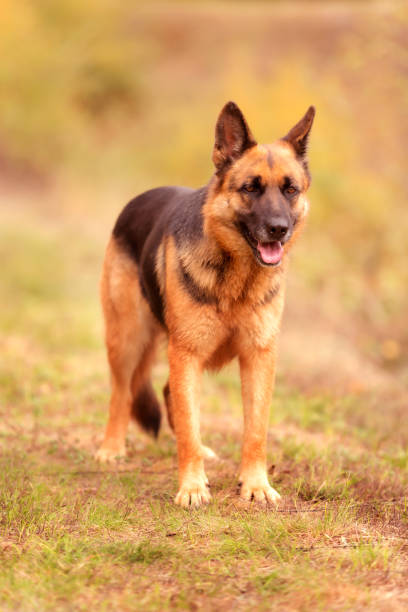 istock Adorable German shepherd standing in the grass 1425455088