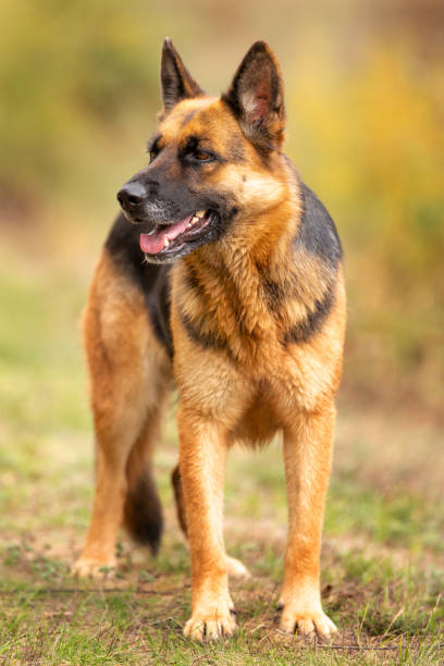 istock Adorable German shepherd standing in the grass 1425455091
