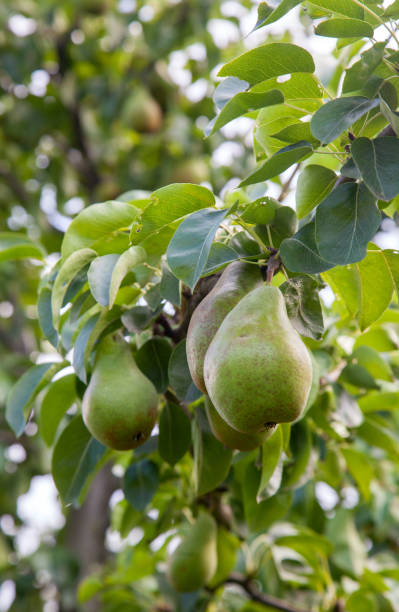 istock Shiny delicious pears hanging from a tree branch in the orchard. 1425455159