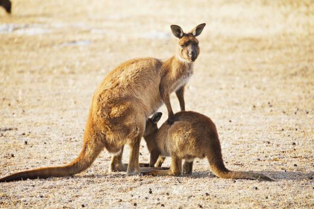 istock Two kangaroos in the wild 1425455646