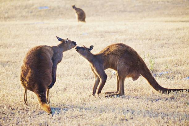 istock Kangaroos in a fight 1425455677