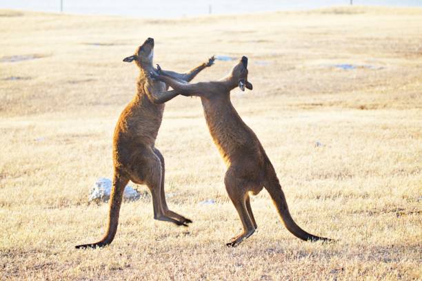 Kangaroos in a fight