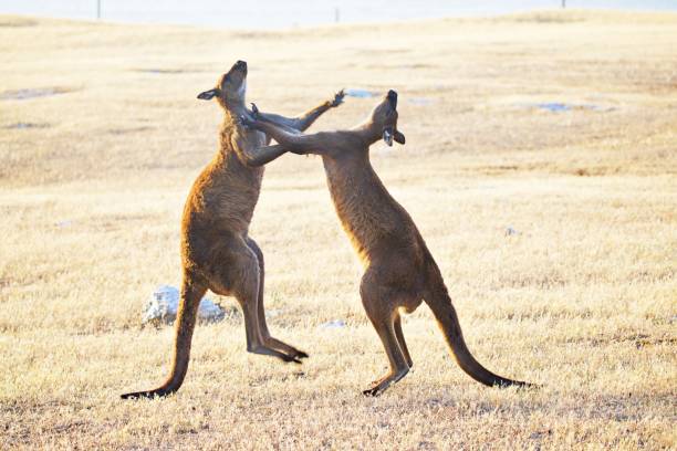 Kangaroos in a fight Two male kangaroos in boxing fight kangaroos fighting stock pictures, royalty-free photos & images