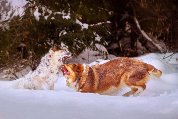 istock Two dogs playing rough in snow 1425456308