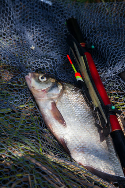 istock Big freshwater common bream (Abramis brama) with float rod on black fishing net. 1425459849